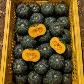 제주 미니 밤호박 보우짱 3kg 5kg 10kg 9689952040 – 28980468127