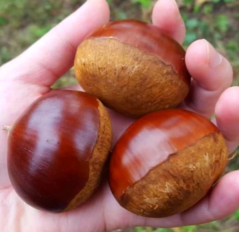 담나유 햇밤 알밤 2kg 가정용 간식용 생밤 DAMNAYU-FRESH-CHESTNUT-2KG