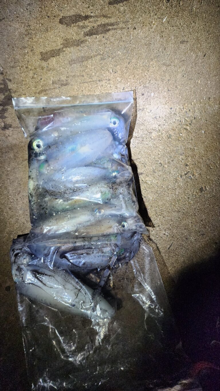 다이엔 포동이 발포우레탄 에기 캐스팅에기 베이직 무늬오징어 3호 29157510397